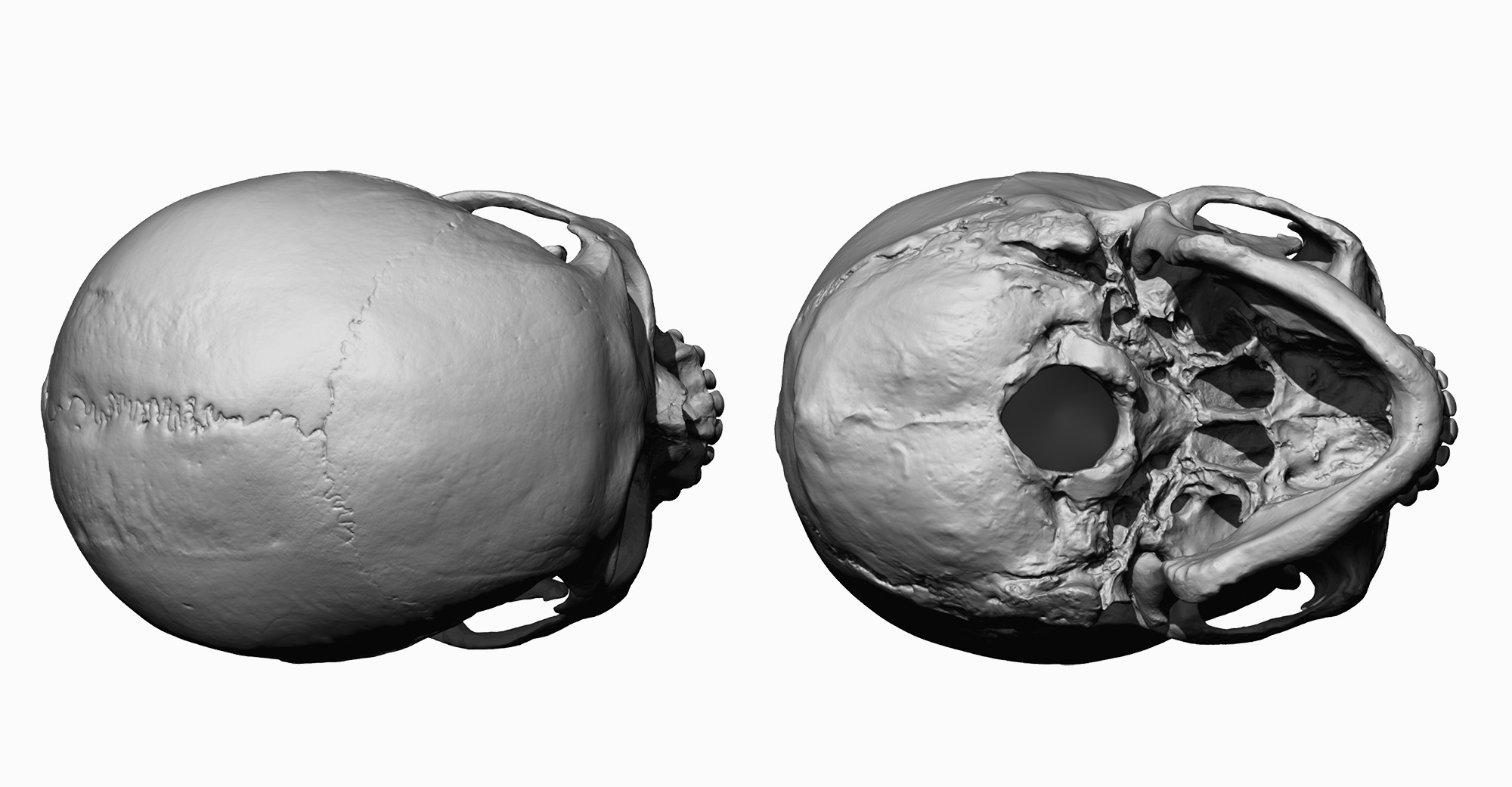 Asian male scanned model cranium Orthographic